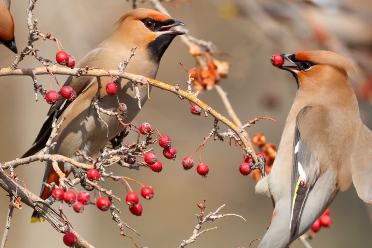 Plant Some Berries for a Winter Feast for Birds