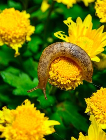 Some fall garden pests arrive out of nowhere