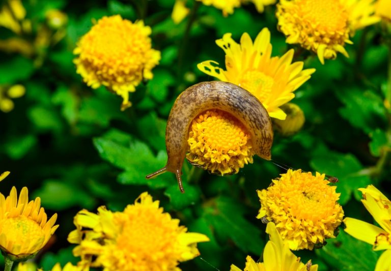Some fall garden pests arrive out of nowhere