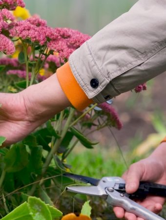 Mulching too early can damage perennials.