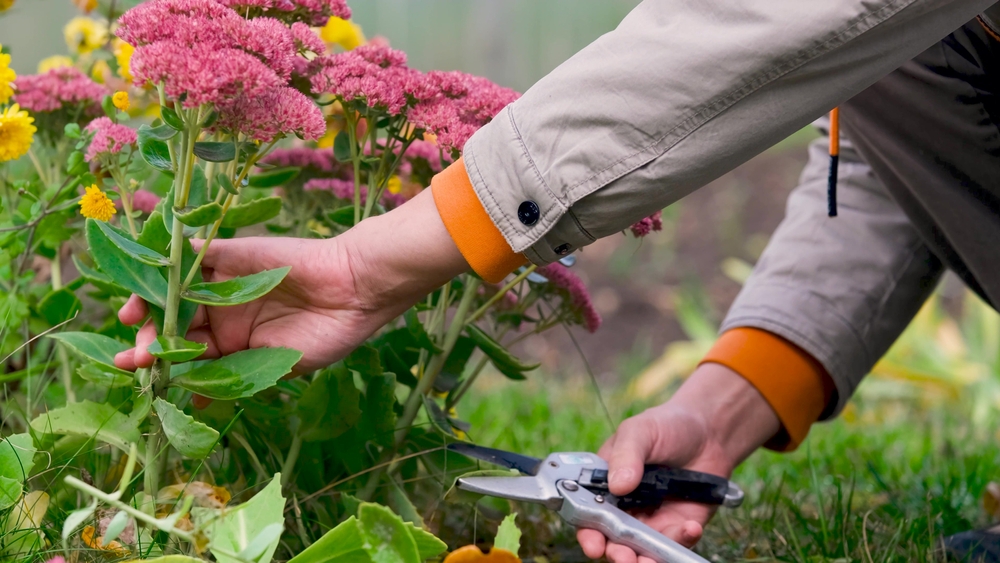 Mulching too early can damage perennials.