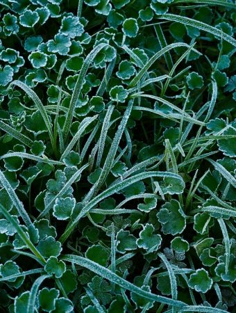 Frost Dates Matter More Than You Think