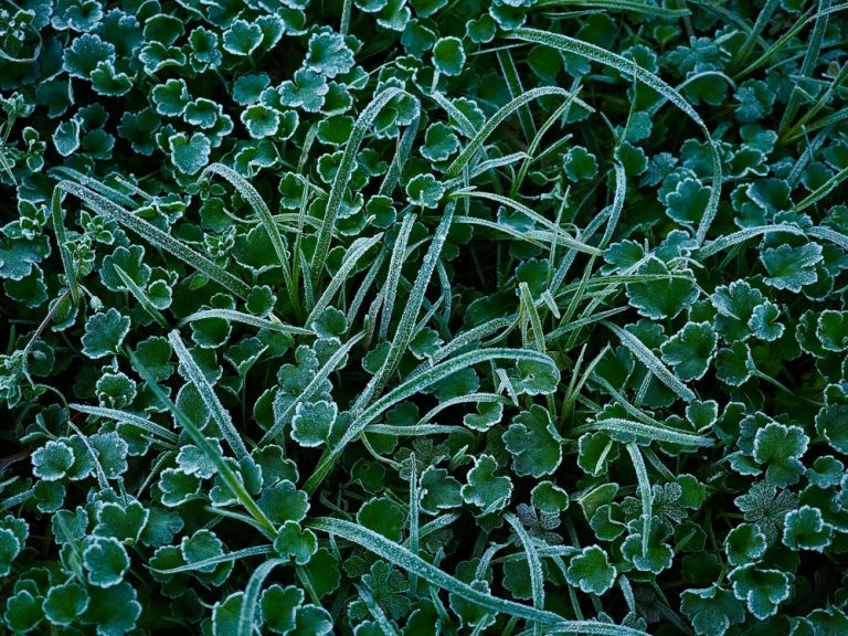 Frost Dates Matter More Than You Think