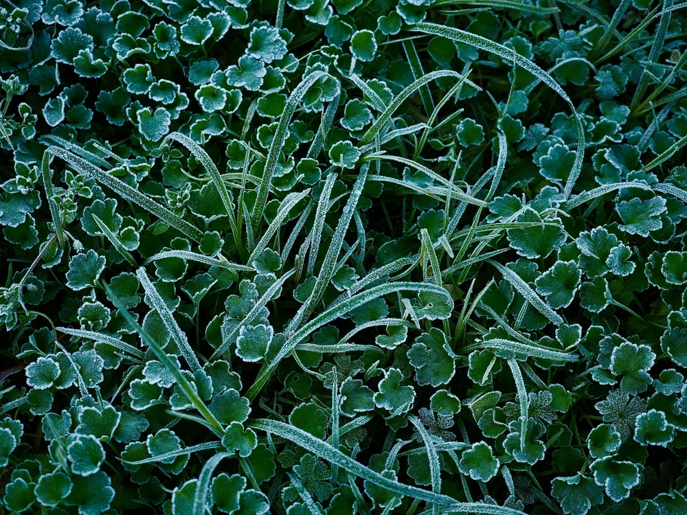 You need to harden off plants before first frost. 