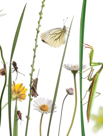 You Can Spot Overwintering Insects in Mulch