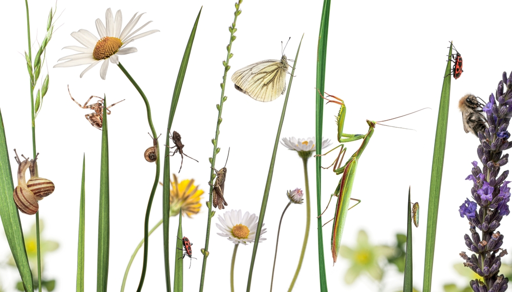 You Can Spot Overwintering Insects in Mulch