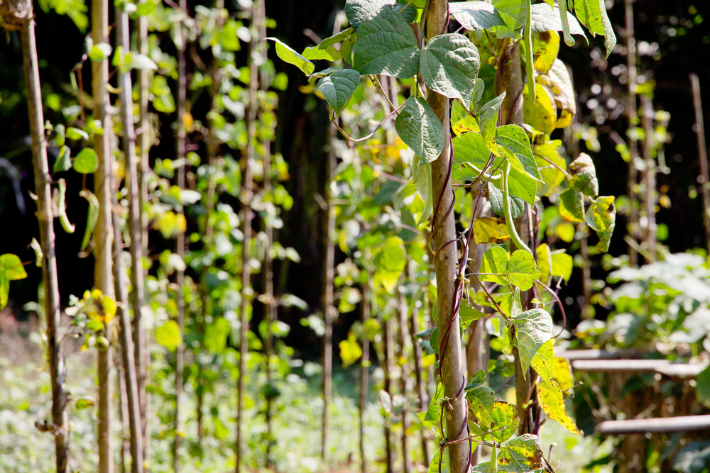 There Are Ways to Turn Fallen Branches Into Garden Supports