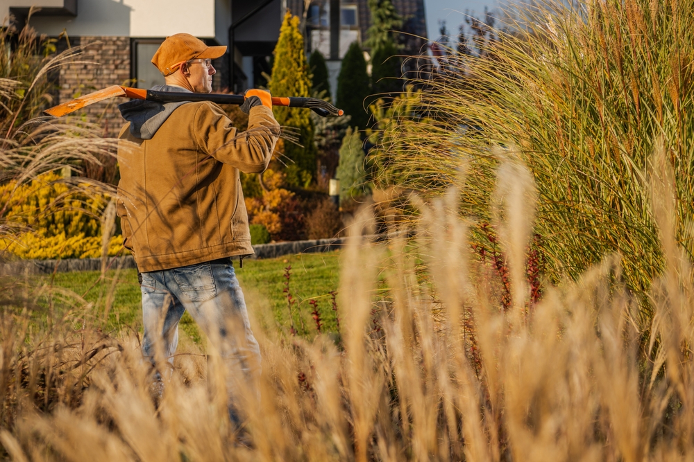 Some ornamental grasses peak in fall