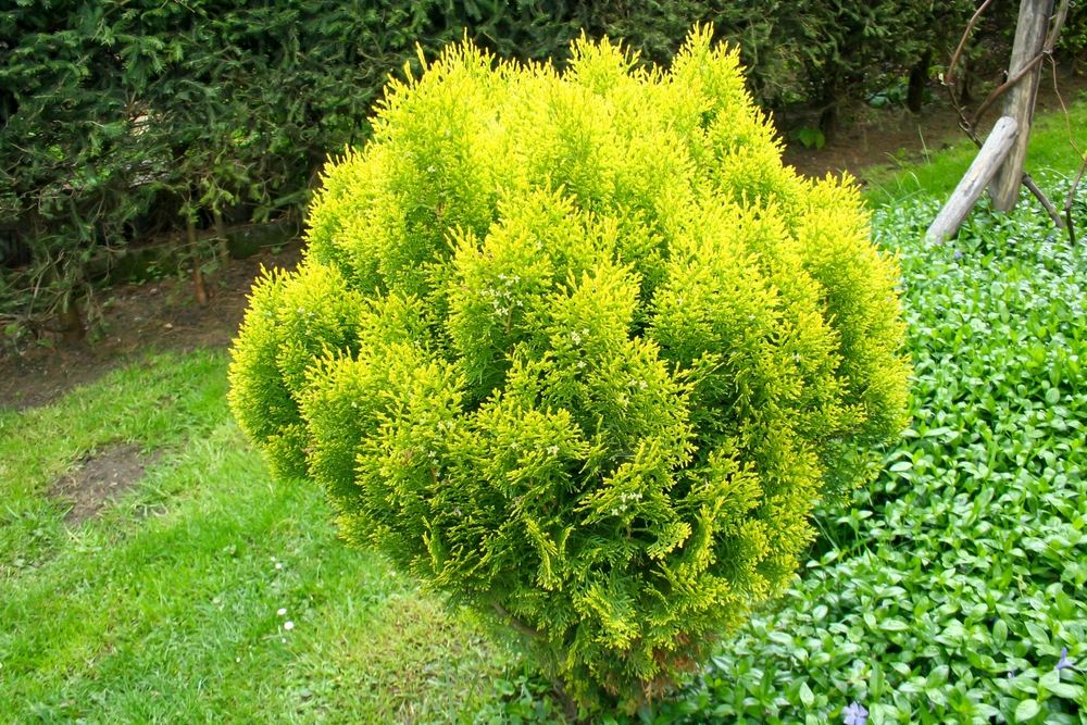 Certain shrubs should never be fertilized in fall