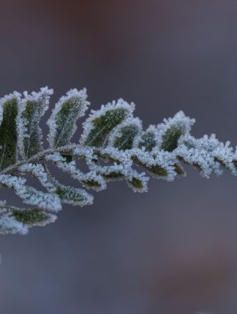 You need to harden off plants before first frost.