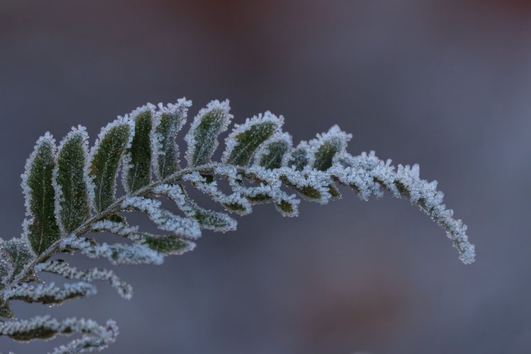 You need to harden off plants before first frost.