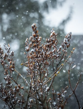 There Are Certain Wildflowers You Should Scatter Before the Snow Comes