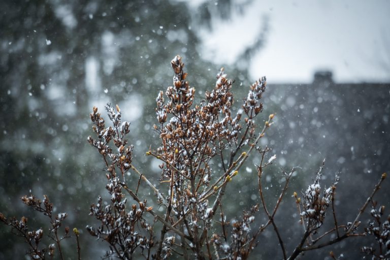 There Are Certain Wildflowers You Should Scatter Before the Snow Comes