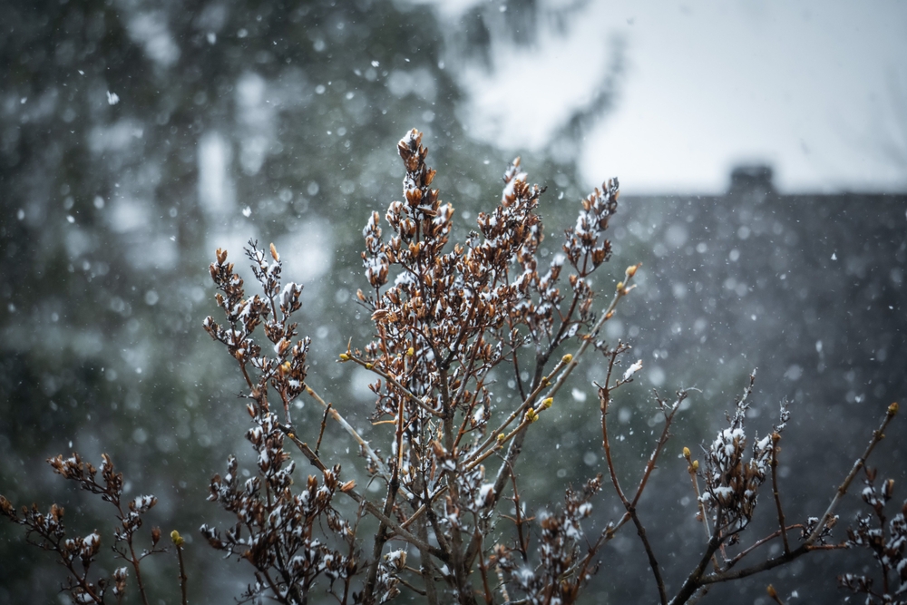 There Are Certain Wildflowers You Should Scatter Before the Snow Comes