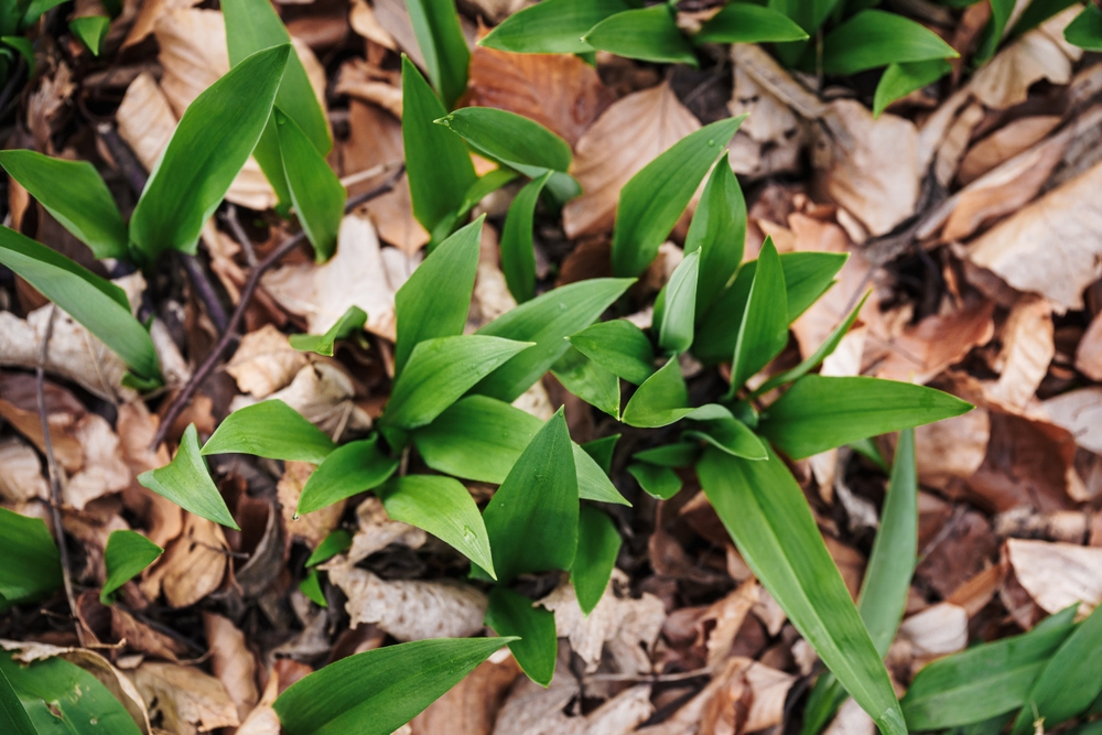 There Are Wild Edibles to Forage in October