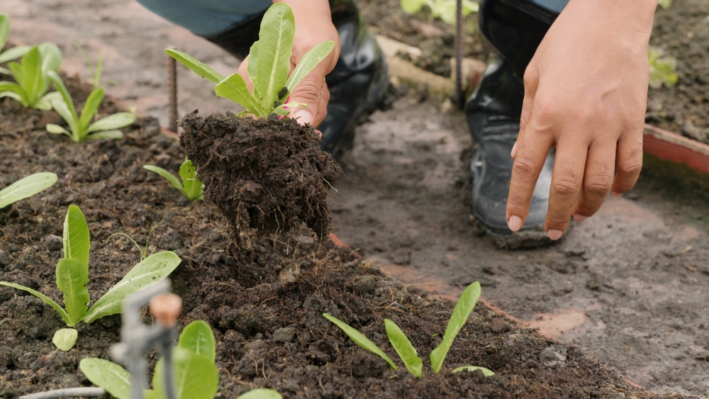 Covering beds help soil microbes thrive.