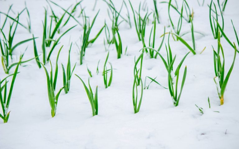 You Should Prep Raised Beds for Snowfall