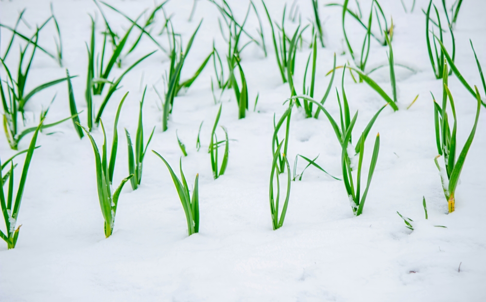 You Should Prep Raised Beds for Snowfall