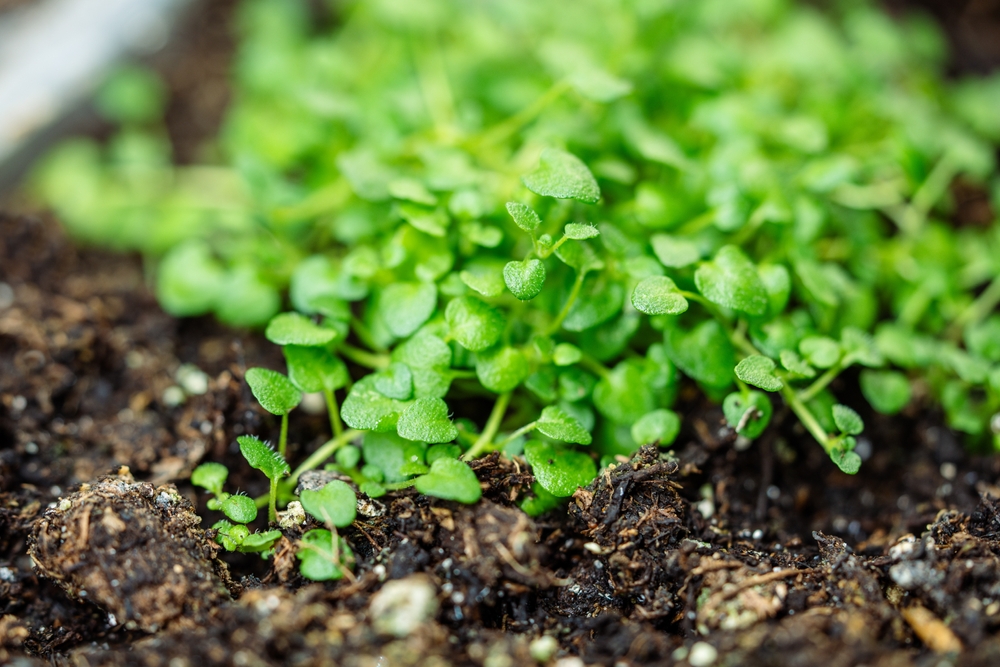 Moisture Levels Matter More in Autumn