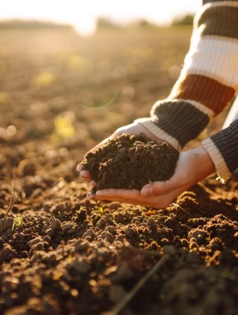 Covering beds help soil microbes thrive.