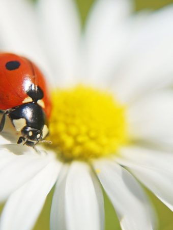 Some Insects Actually Help in Fall Gardens