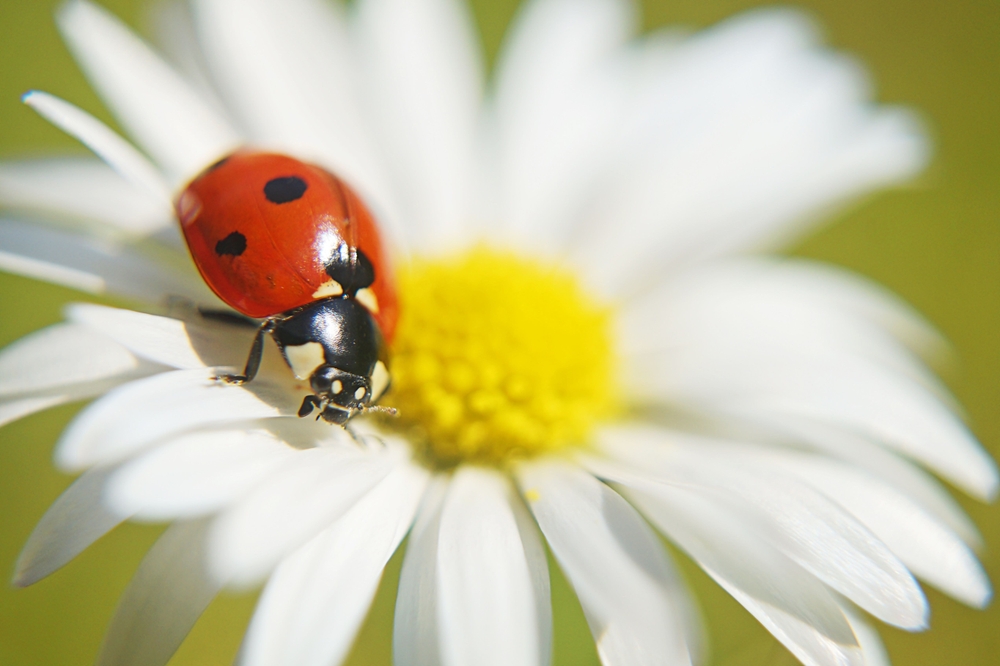 Some Insects Actually Help in Fall Gardens