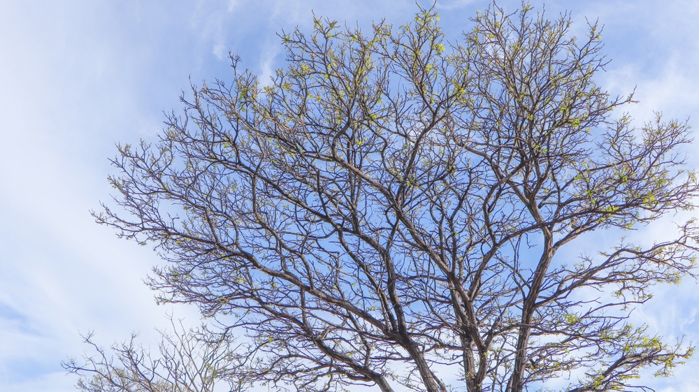 The Hidden Benefits of Bare Branches — How Sunlight Changes Your Garden Layout