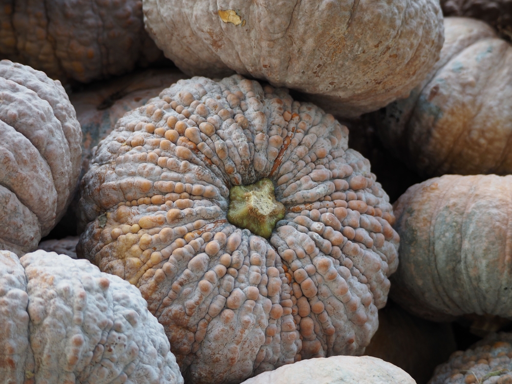 Pumpkins rot faster if left on vines.