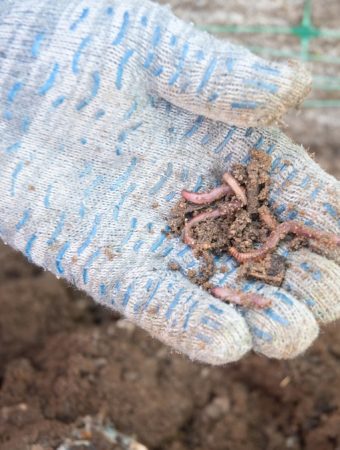 Earthworms work harder in fall soils