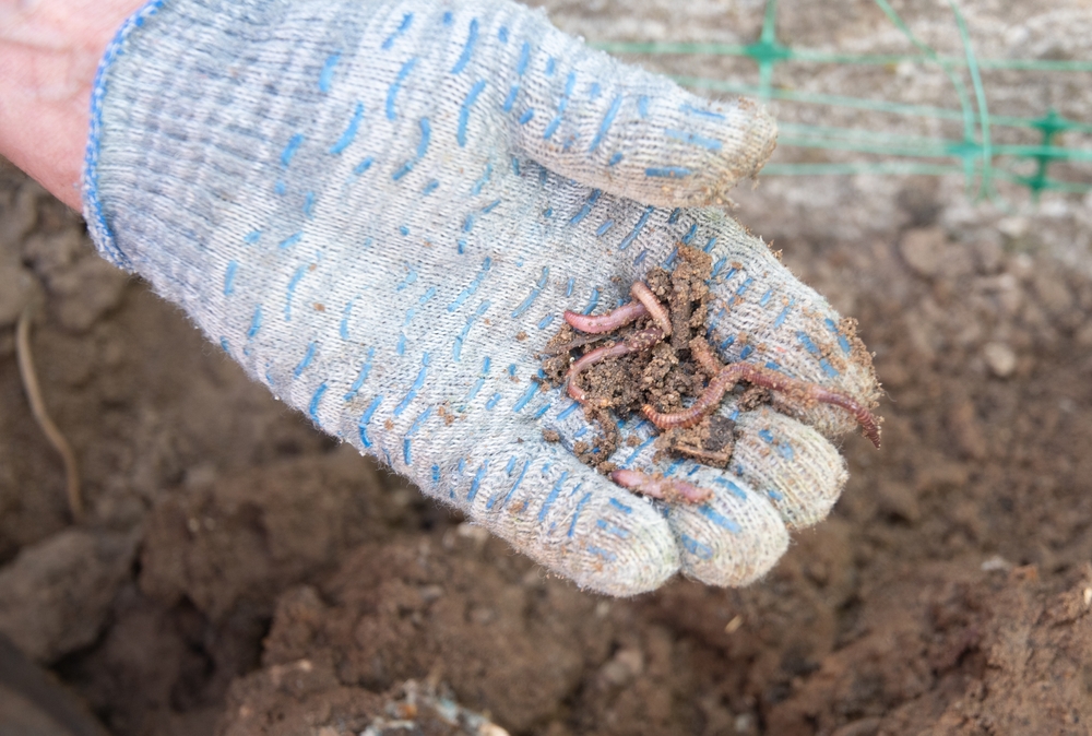 Earthworms work harder in fall soils
