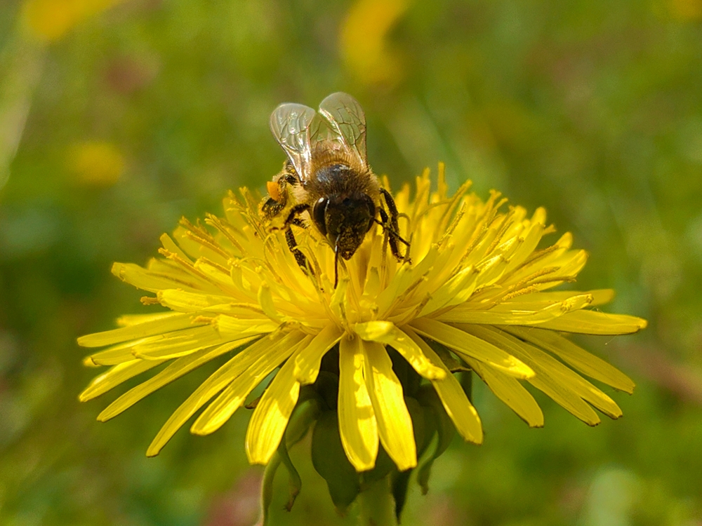 Bees Seek Late-Blooming Flowers in Autumn