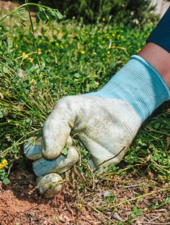 Some Garden Tasks Prevent Spring Weeds