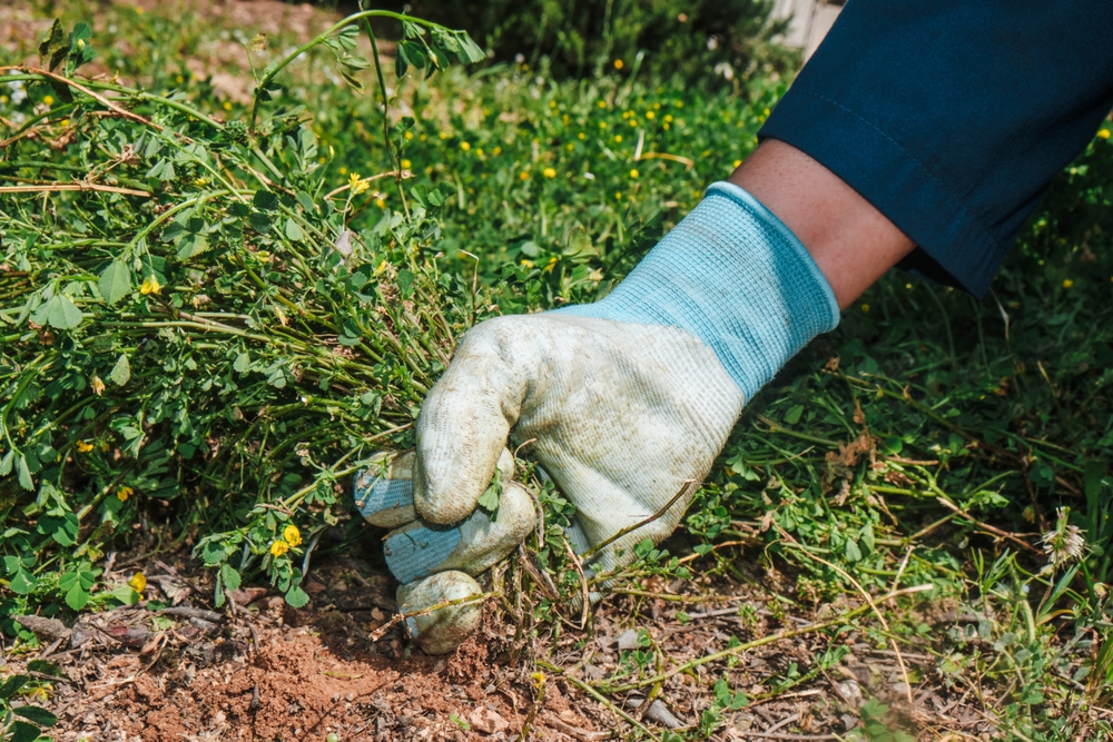 Some Garden Tasks Prevent Spring Weeds