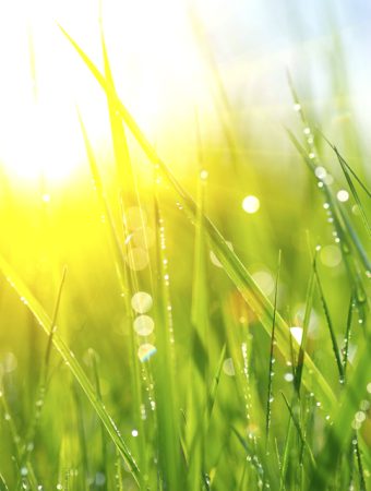 Morning dew affects disaese rates in fall.