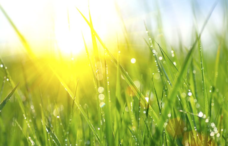 Morning dew affects disaese rates in fall.