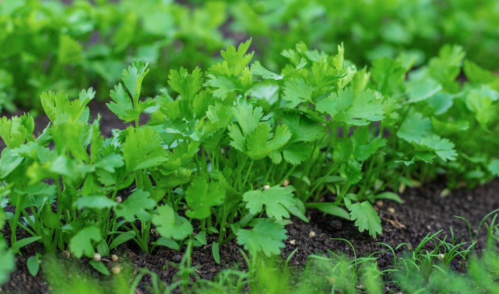 Cold-Tolerant Greens Store Energy Differently