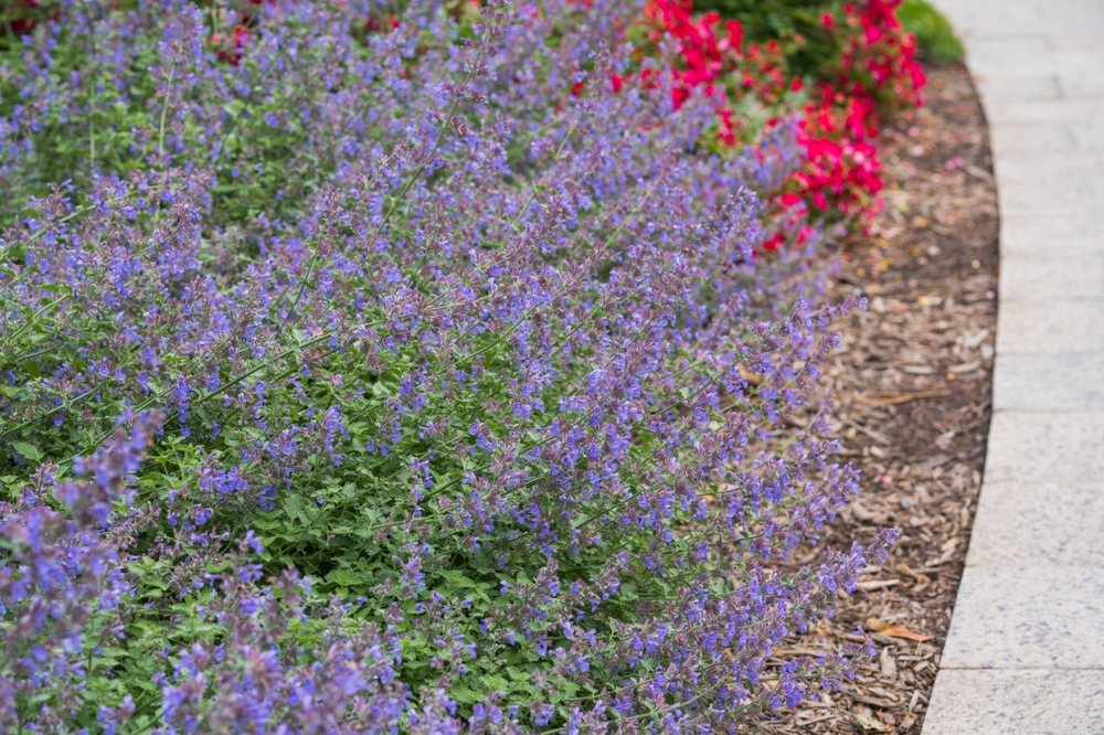 There Are Some Perennials That Should Always Be Cut Back Now