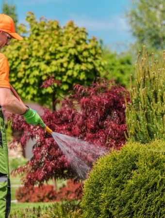 Certain shrubs should never be fertilized in fall
