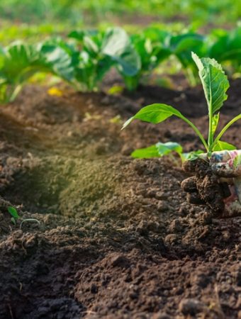 Some Cabbage Varieties Tolerate Frost