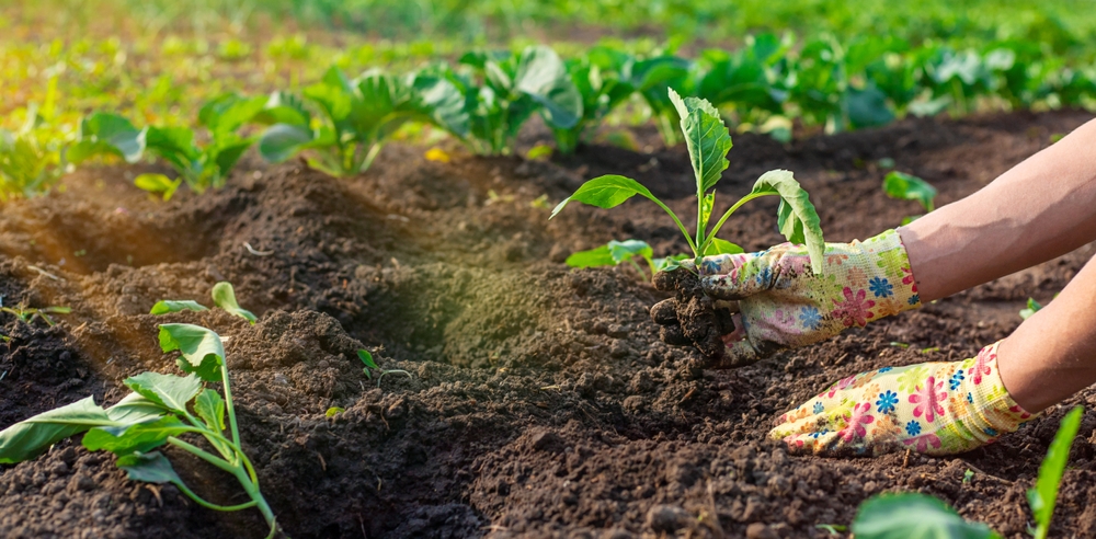 Some Cabbage Varieties Tolerate Frost