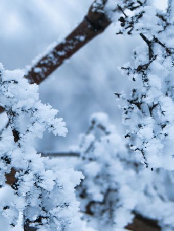 Some Vines Should Be Cut Back Before Snow