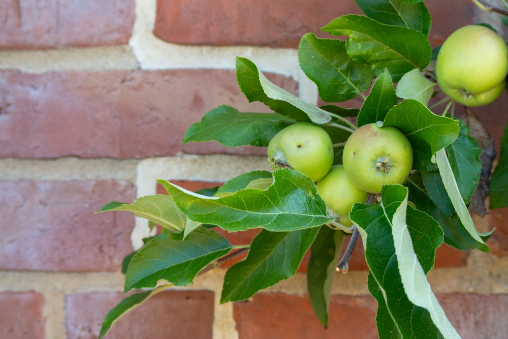 Autumn is ideal for planting fruit trees.