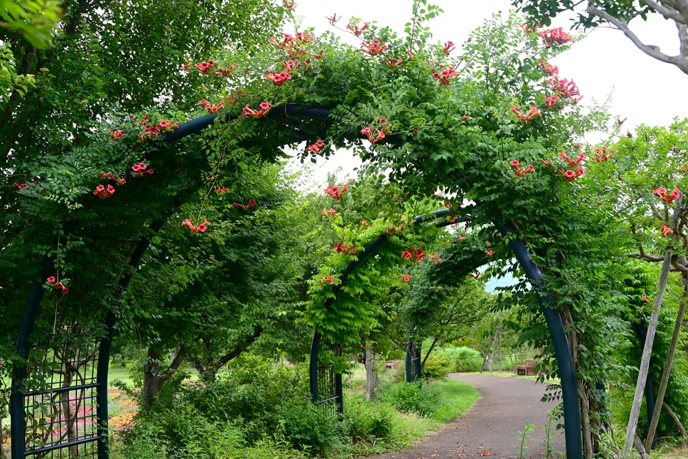Some Vines Should Be Cut Back Before Snow
