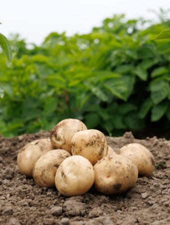 Some Fall Harvest Crops Can Be Stored Without Refrigeration