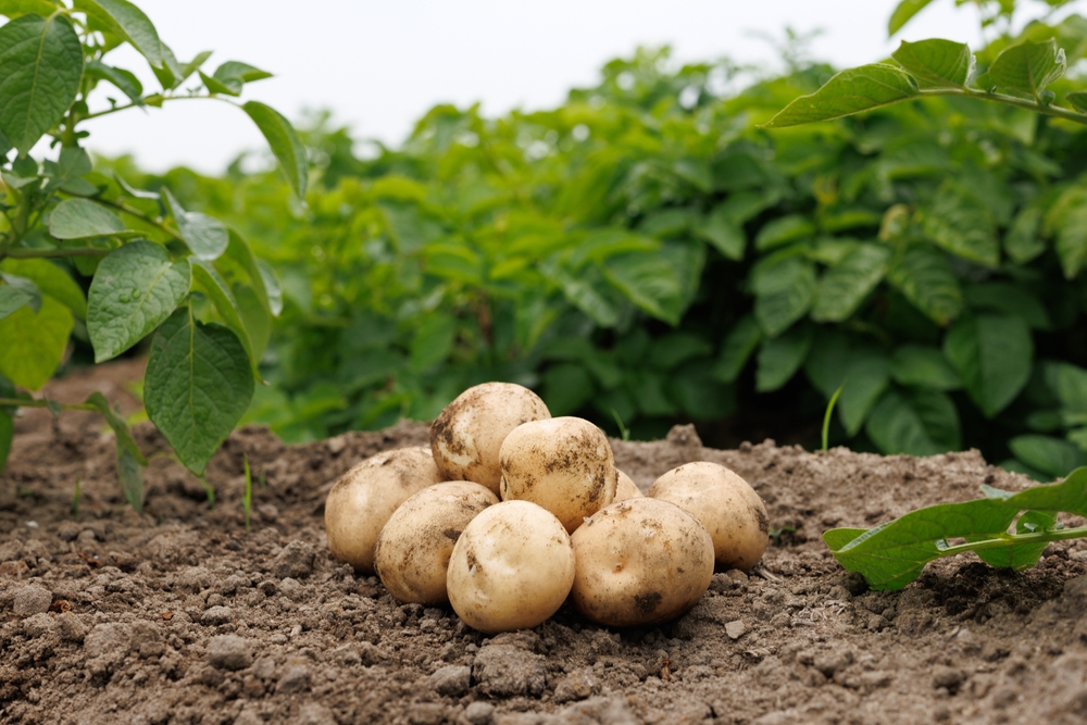 Some Fall Harvest Crops Can Be Stored Without Refrigeration