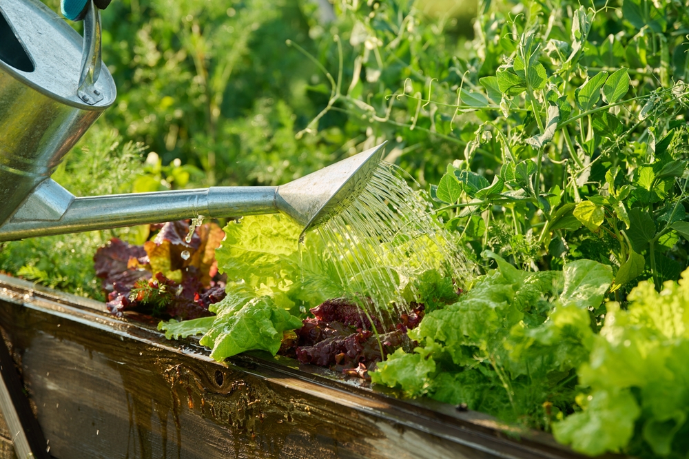 Raised beds hold warmth longer than ground soil.