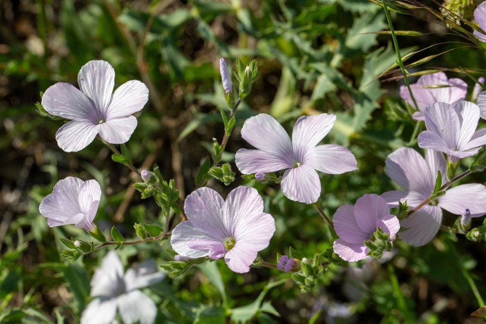 How to Save Money Buying Fall Perennials
