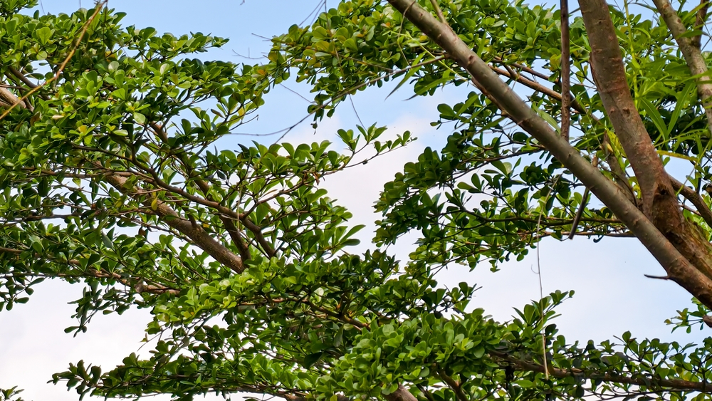There Are Ways to Turn Fallen Branches Into Garden Supports