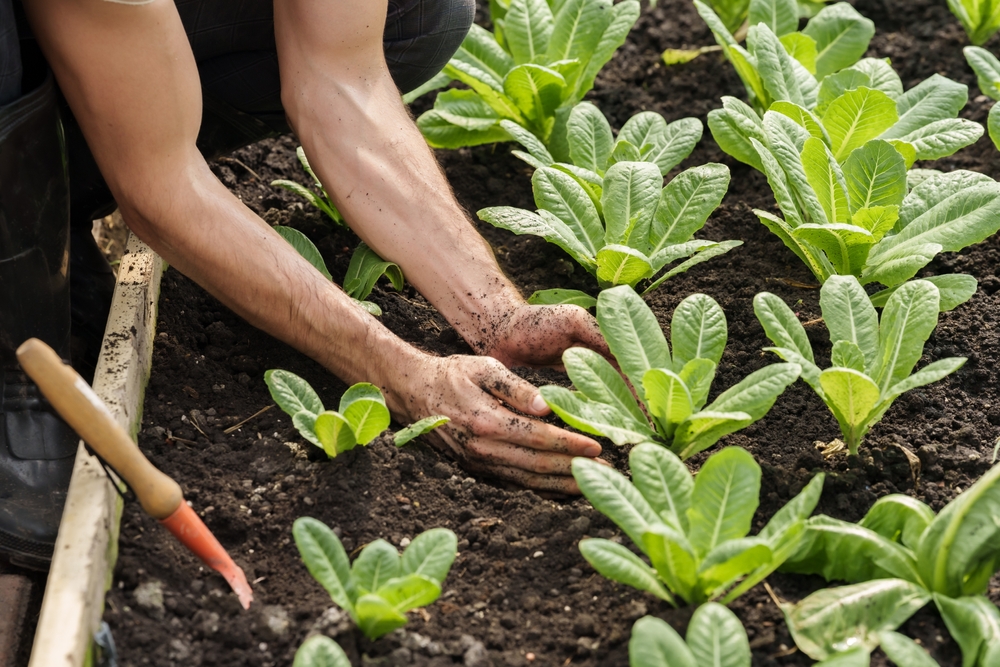 Cold Frames Extend More Than Just Lettuce
