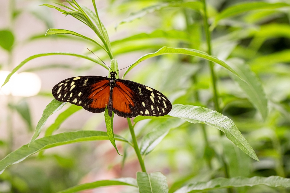 Late-Season Pollinators Depend on Your Garden